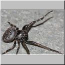 Nuctenea umbratica - Spaltenkreuzspinne w04c.jpg